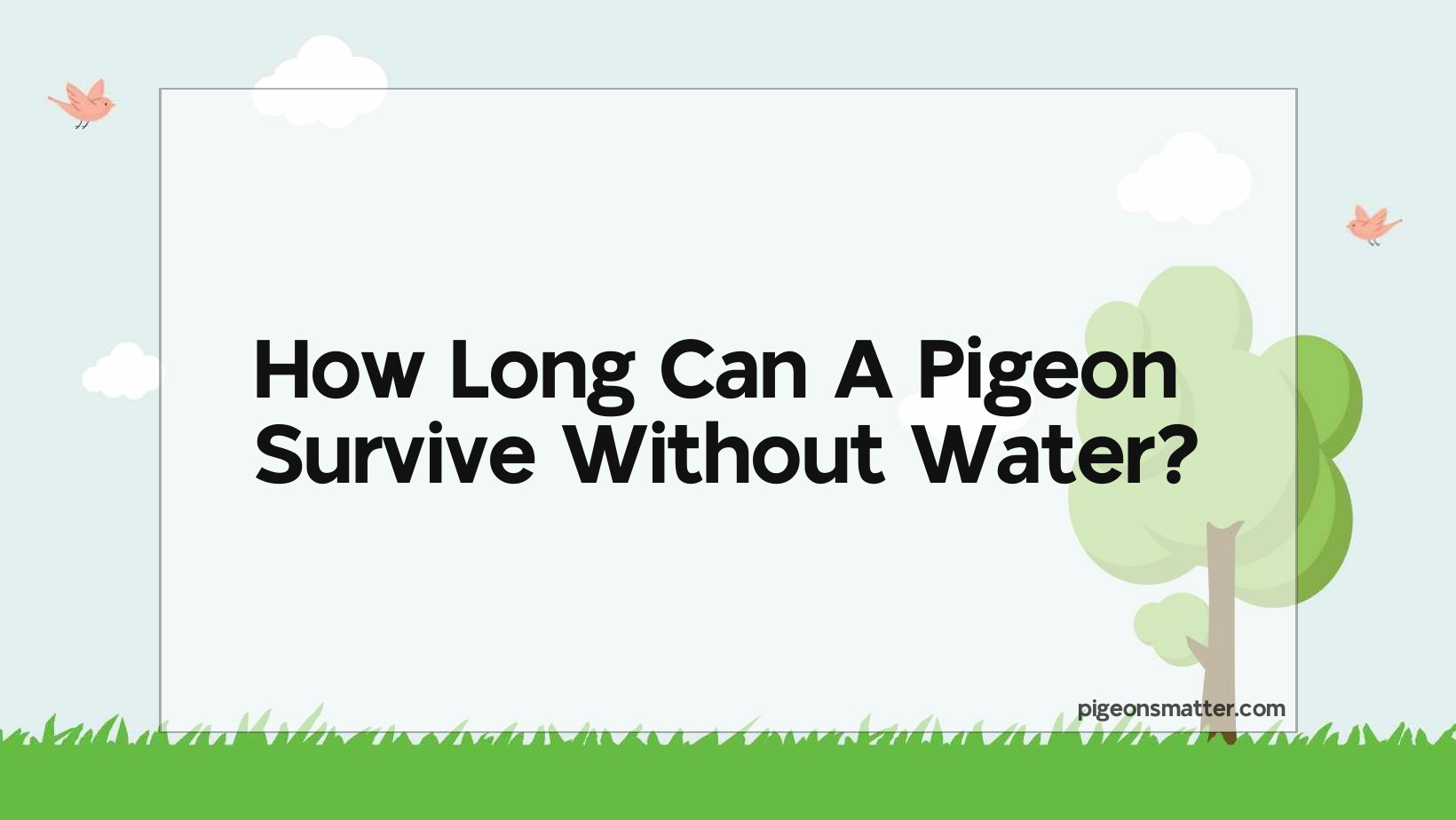 How Long Can A Pigeon Survive Without Water?