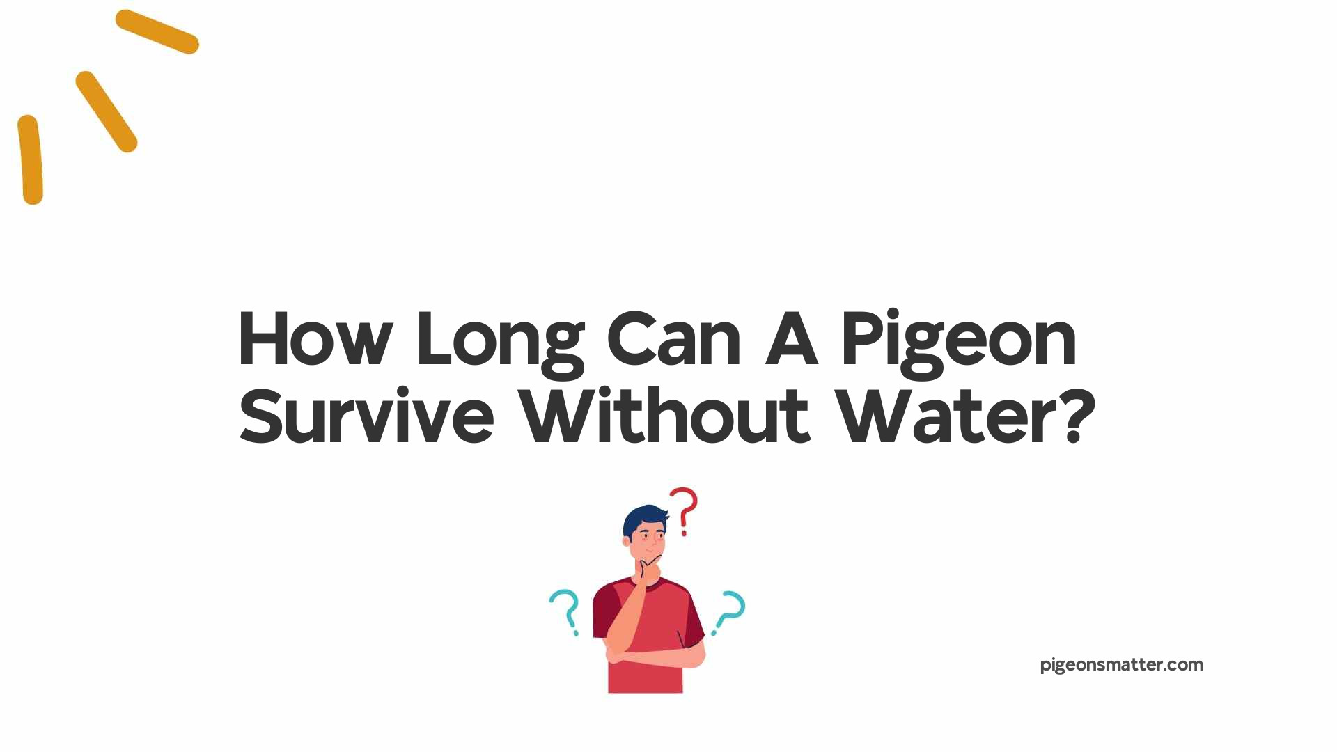 How Long Can A Pigeon Survive Without Water?
