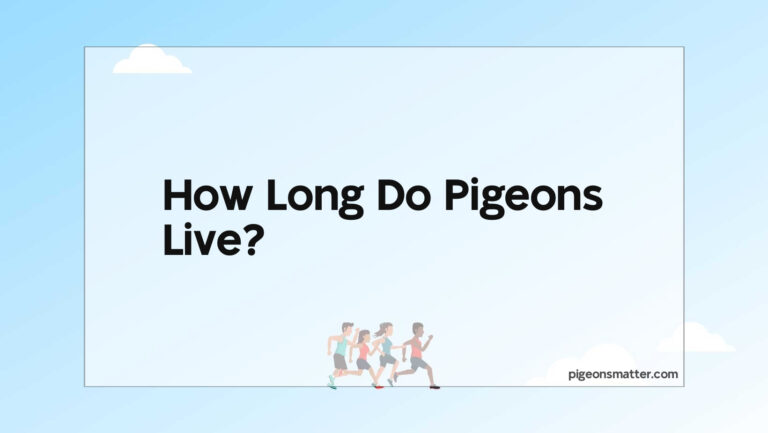 How Long Do Pigeons Live?