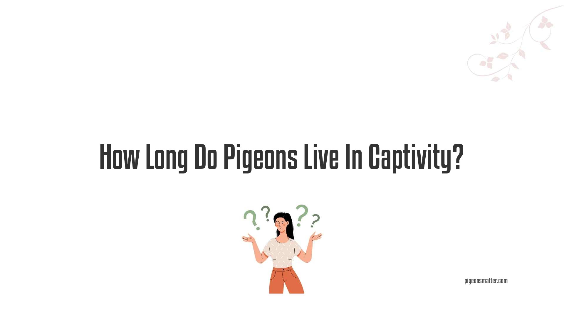 How Long Do Pigeons Live In Captivity?