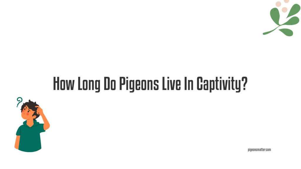 How Long Do Pigeons Live?