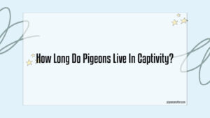 Read more about the article How Long Do Pigeons Live In Captivity?