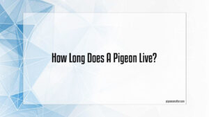 Read more about the article How Long Does A Pigeon Live?