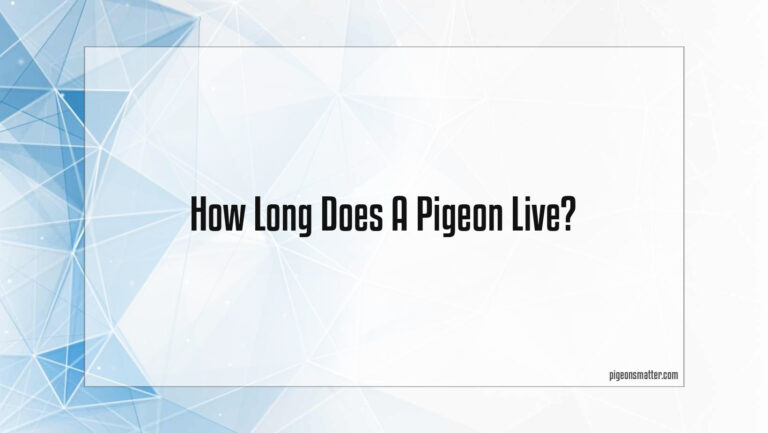How Long Does A Pigeon Live?