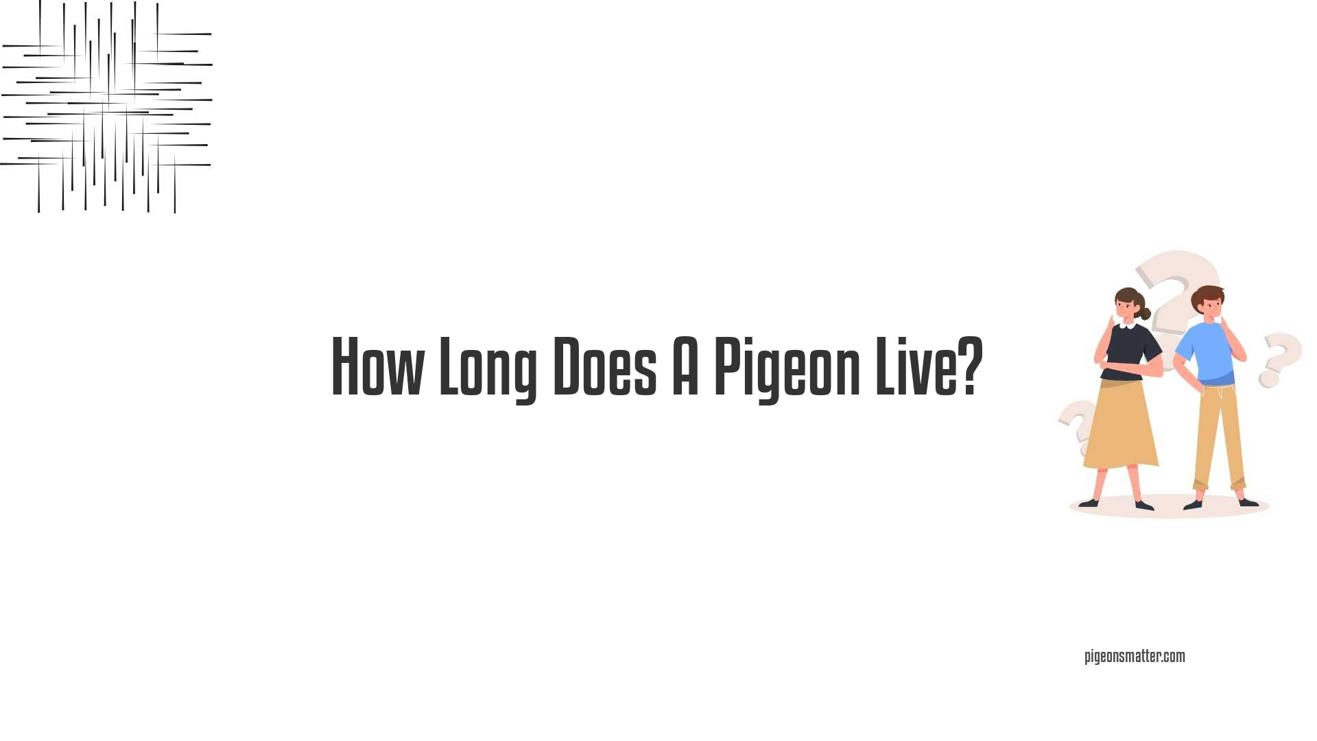 How Long Does A Pigeon Live?