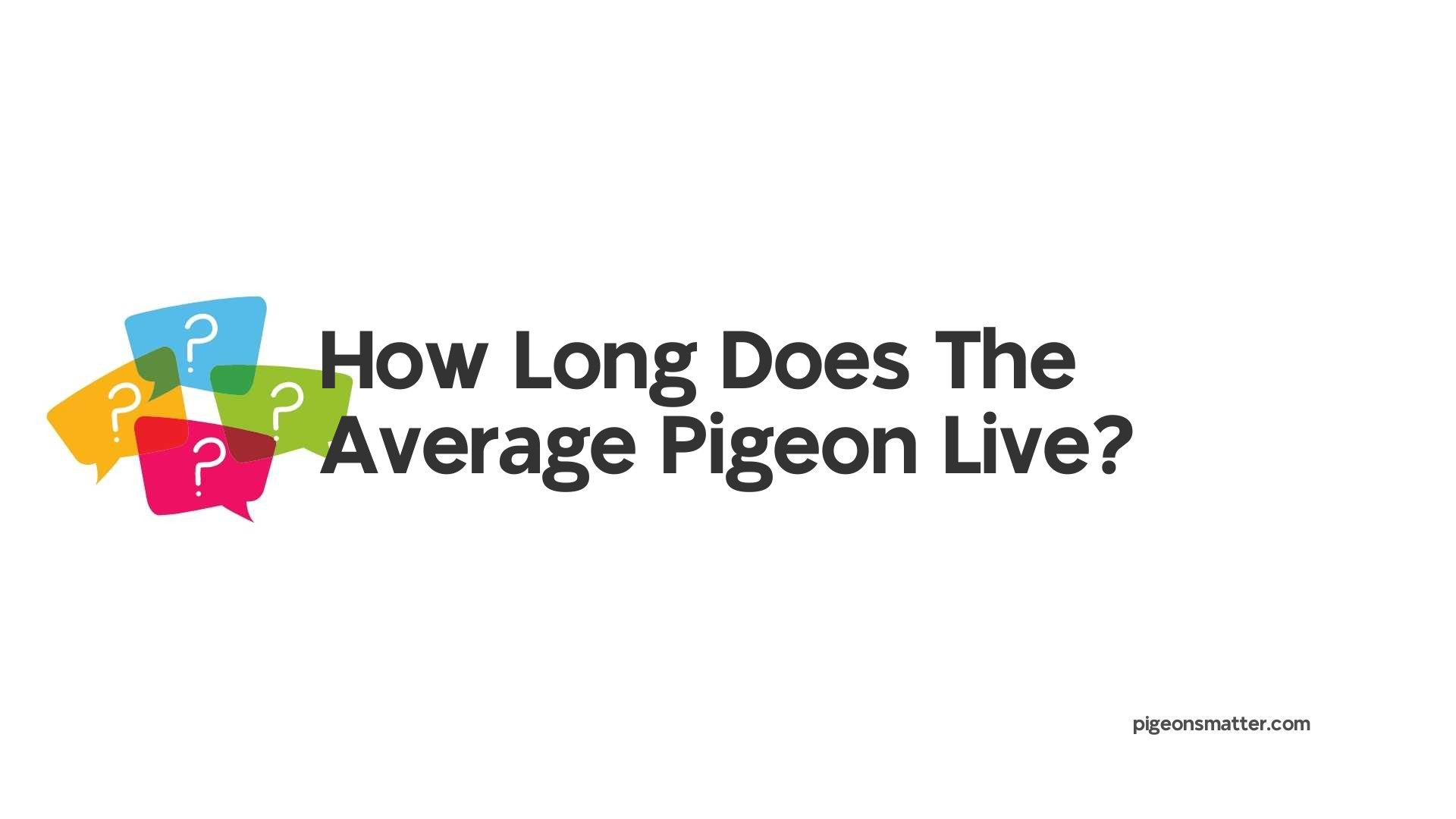 How Long Does The Average Pigeon Live?