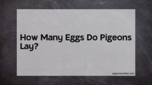 Read more about the article How Many Eggs Do Pigeons Lay?