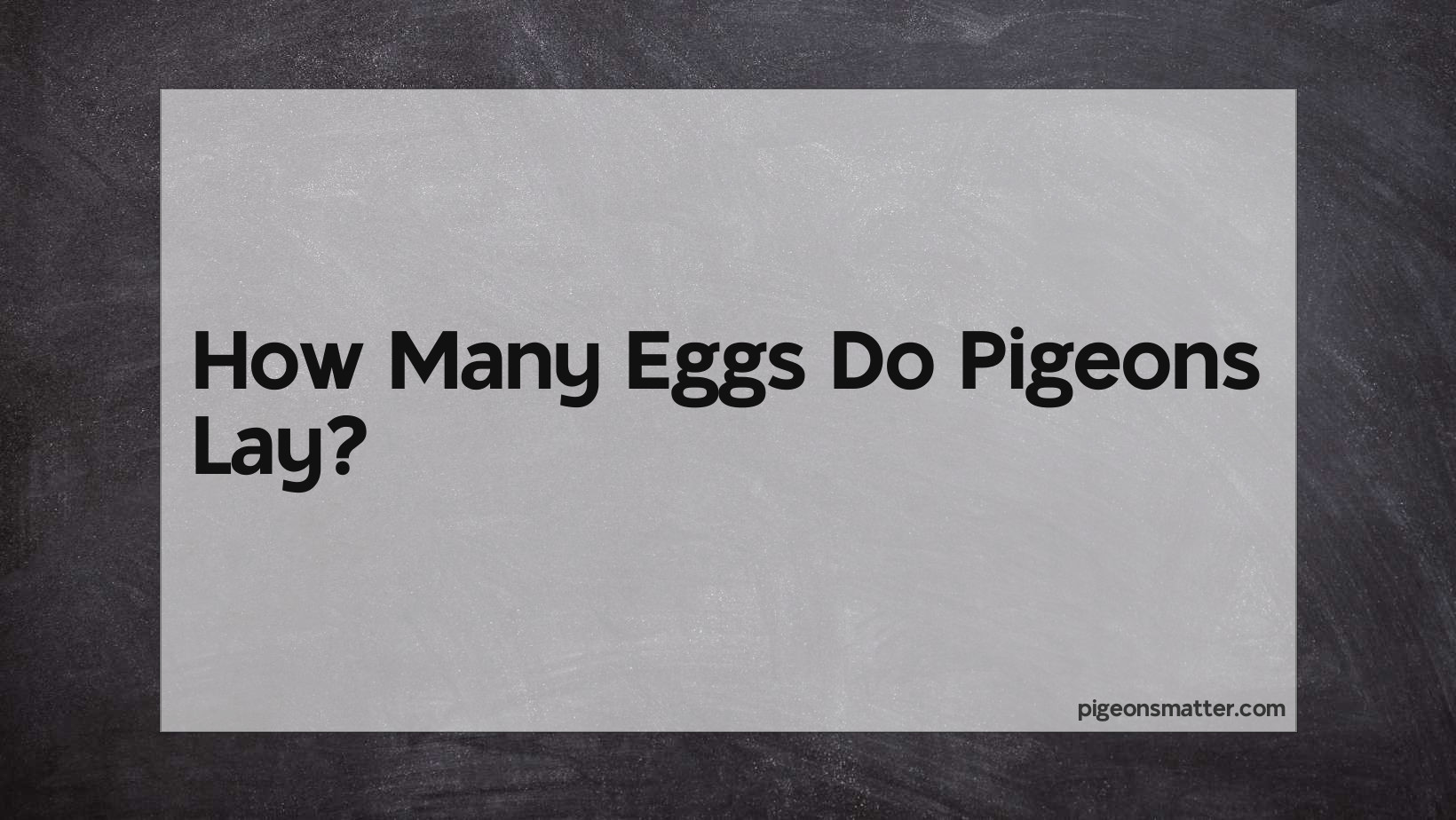 How many eggs do pigeons lay 