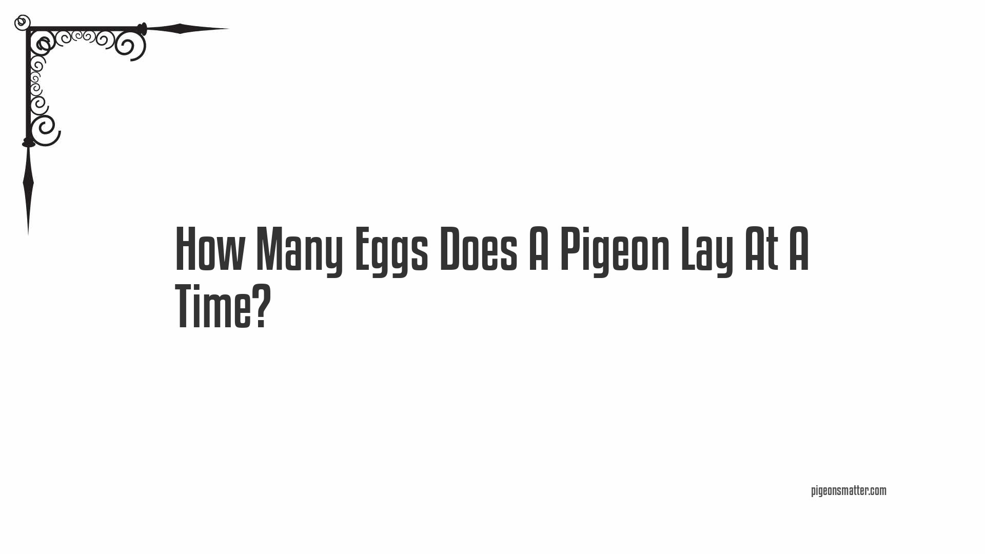 How Many Eggs Does A Pigeon Lay At A Time?