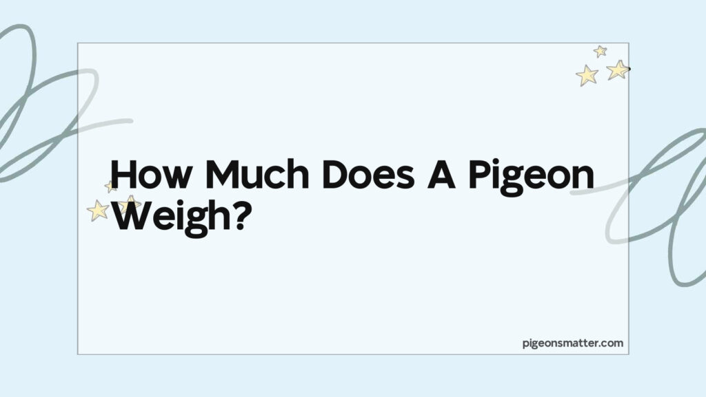 What Does It Mean When You See A White Pigeon?