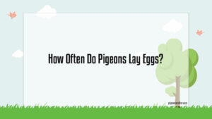Read more about the article How Often Do Pigeons Lay Eggs?