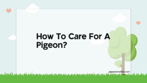 Read more about the article How To Care For A Pigeon?