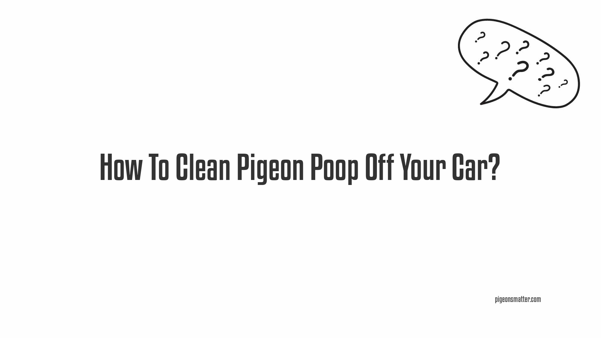 How To Clean Pigeon Poop Off Your Car?