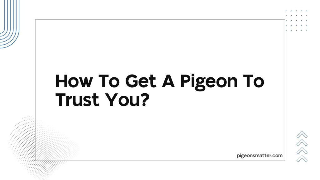 What Does It Mean When A Pigeon Comes To You