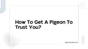 Read more about the article How To Get A Pigeon To Trust You?