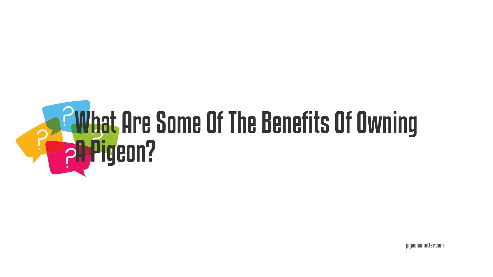 What Are Some Of The Benefits Of Owning A Pigeon?