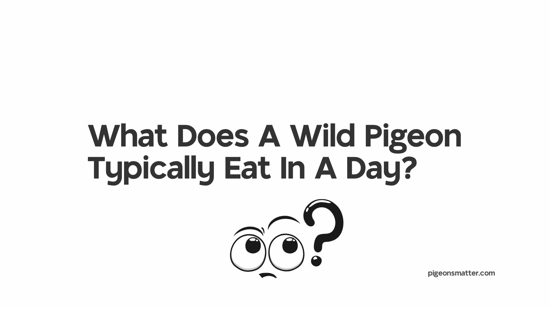 What Does A Wild Pigeon Typically Eat In A Day?