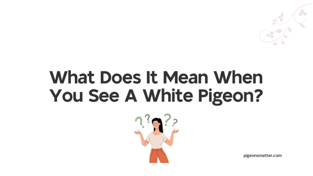 what-does-it-mean-when-you-see-a-white-pigeon