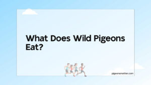 Read more about the article What Does Wild Pigeons Eat?