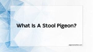 Read more about the article What Is A Stool Pigeon?