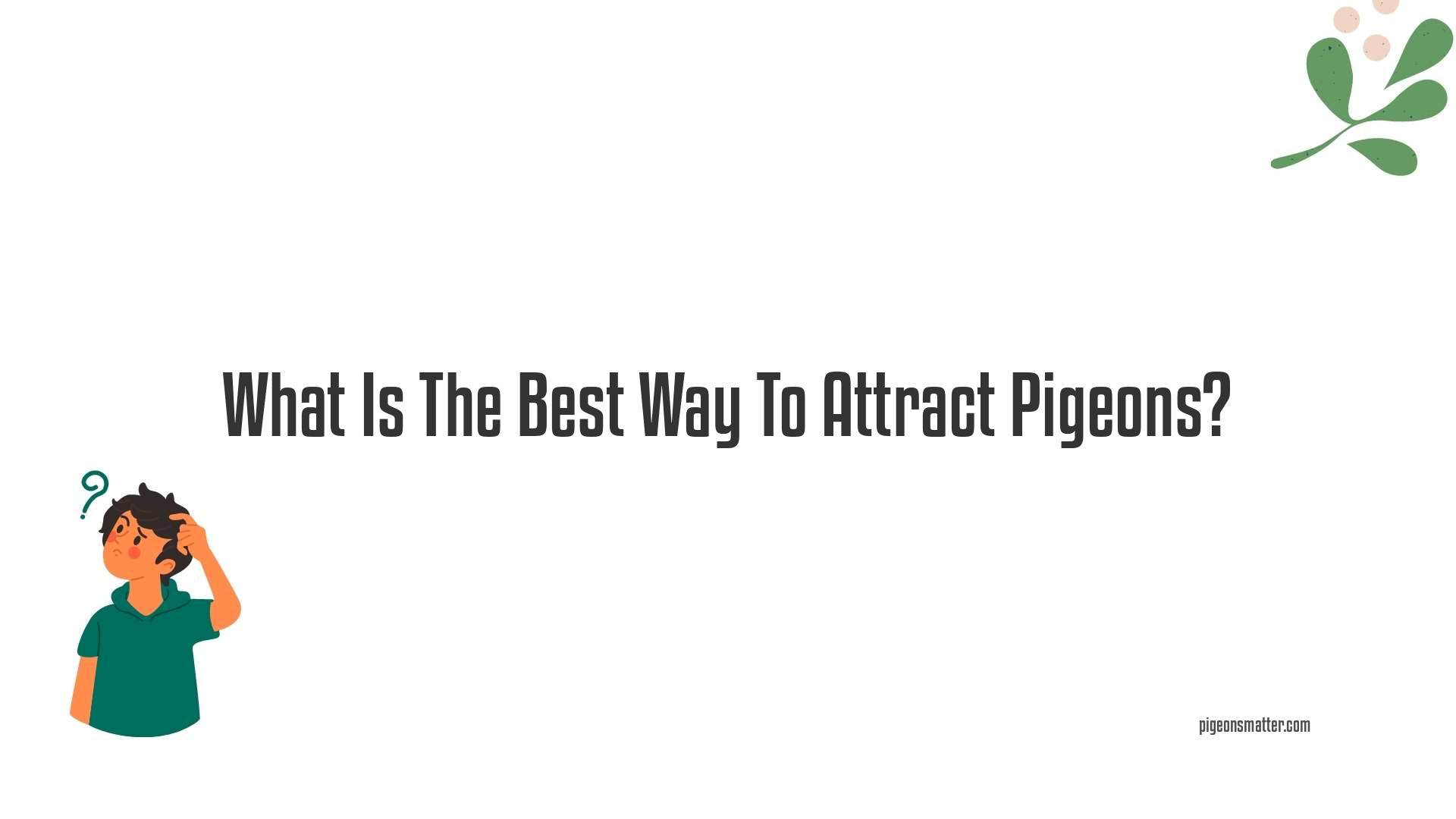 What Is The Best Way To Attract Pigeons?