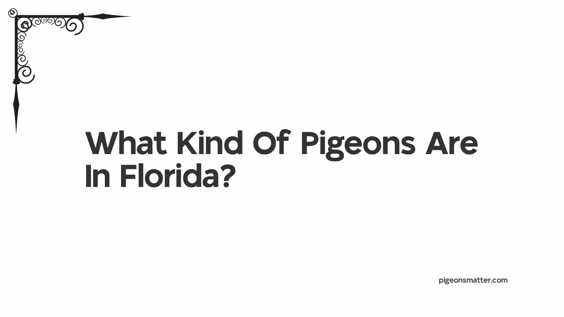 What Kind Of Pigeons Are In Florida?