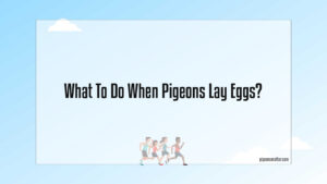 Read more about the article What To Do When Pigeons Lay Eggs?