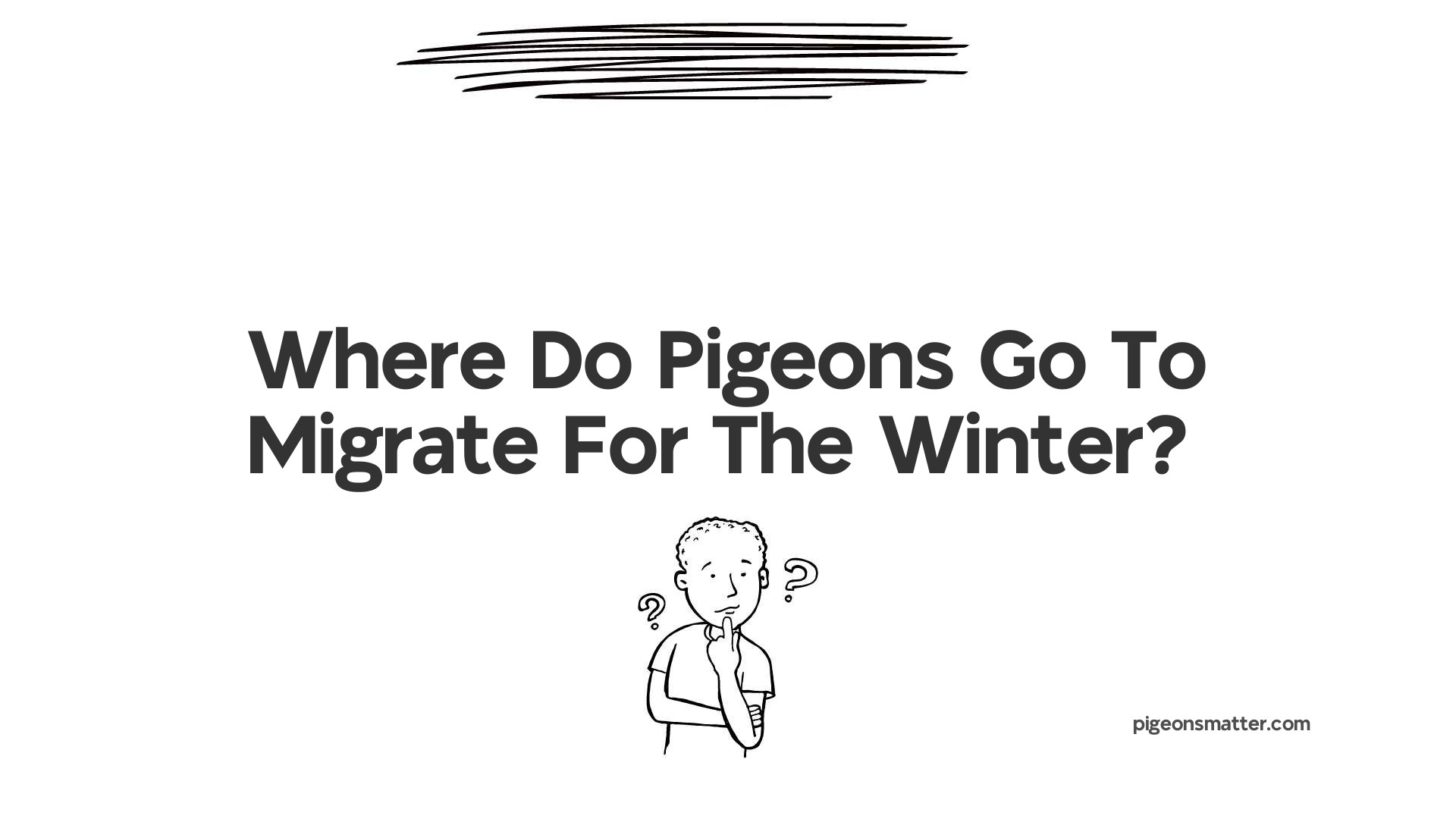 Where Do Pigeons Go To Migrate For The Winter?