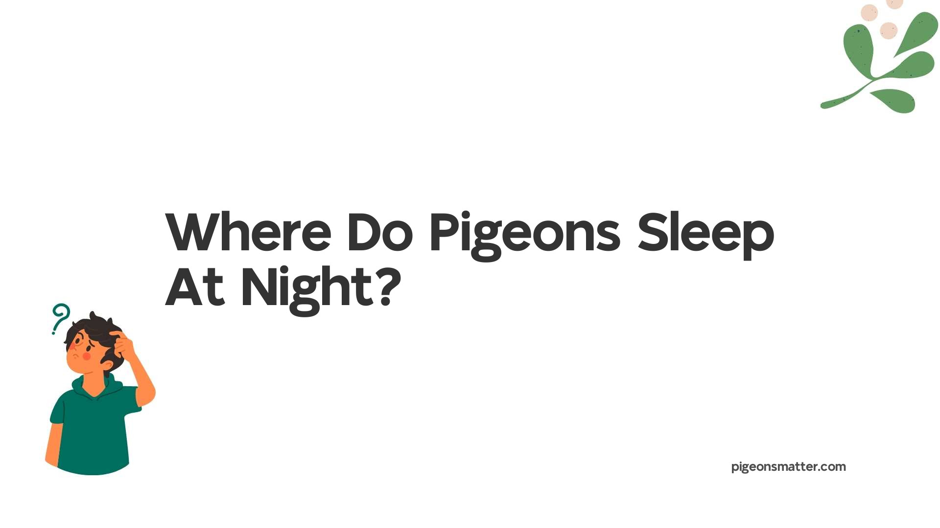 Where Do Pigeons Sleep At Night?