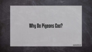 Read more about the article Why Do Pigeons Coo?