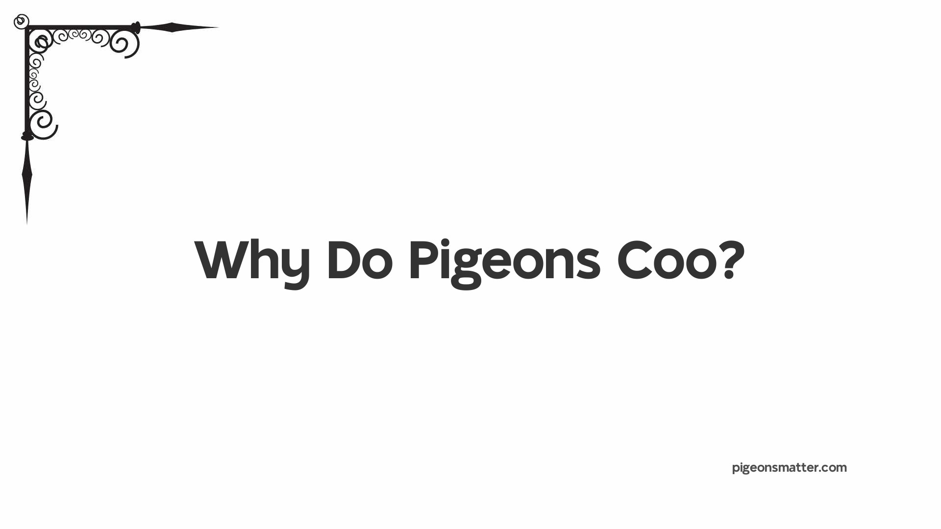 Why Do Pigeons Coo?