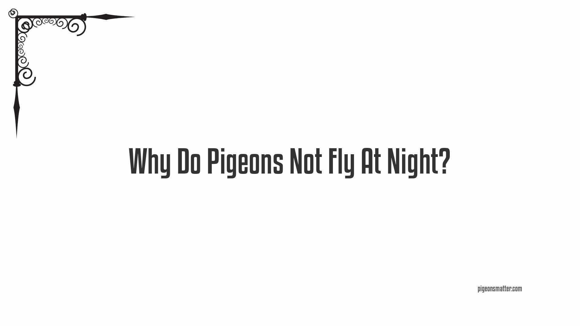 Why Do Pigeons Not Fly At Night?
