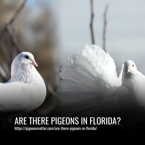 Are There Pigeons In Florida