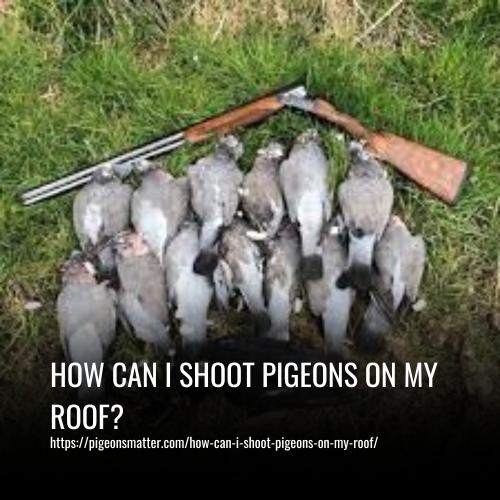 Read more about the article How Can I Shoot Pigeons On My Roof?