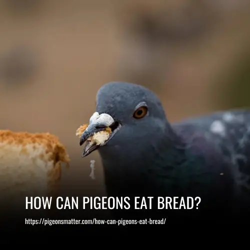 How Can Pigeons Eat Bread
