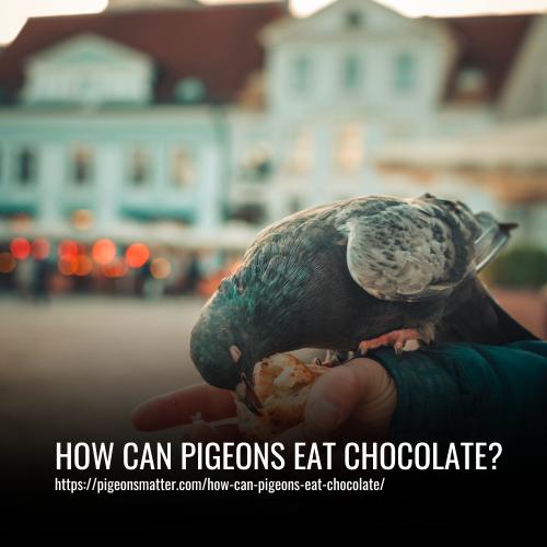 How Can Pigeons Eat Chocolate