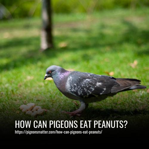 Read more about the article How Can Pigeons Eat Peanuts?