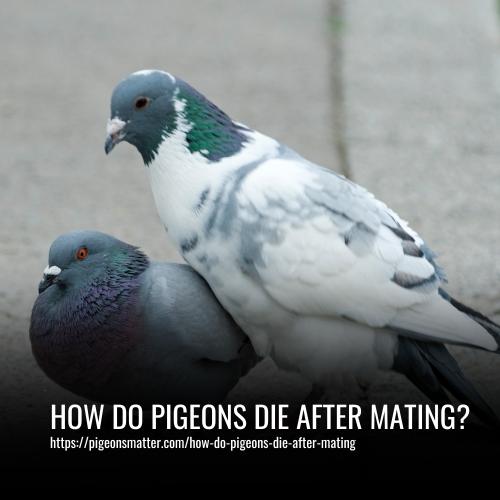 How Do Pigeons Die After Mating