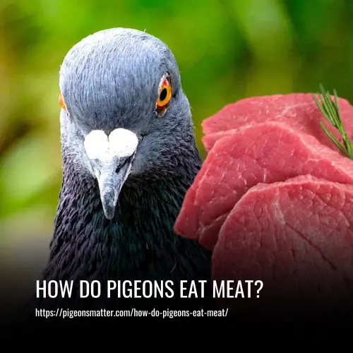 Read more about the article How Do Pigeons Eat Meat?