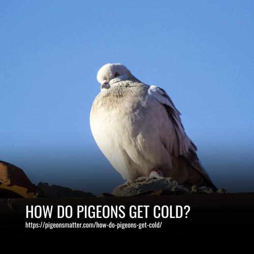 How Do Pigeons Get Cold