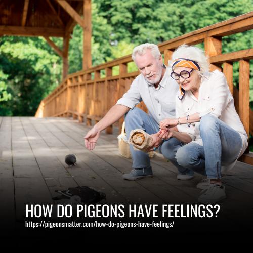 Read more about the article How Do Pigeons Have Feelings?