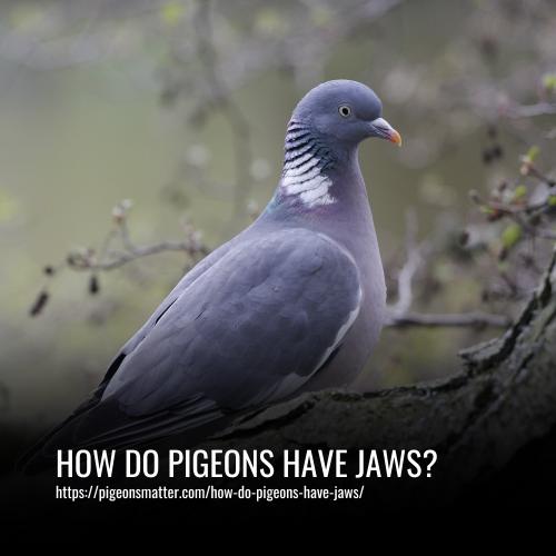 How Do Pigeons Have Jaws