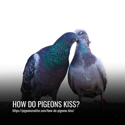 How Do Pigeons Kiss
