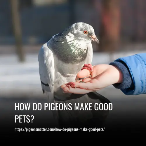 Read more about the article How Do Pigeons Make Good Pets?