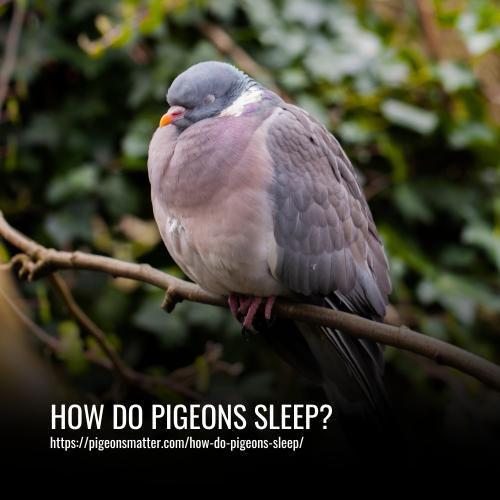 How Do Pigeons Sleep