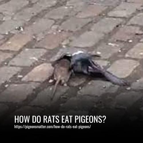 How Do Rats Eat Pigeons