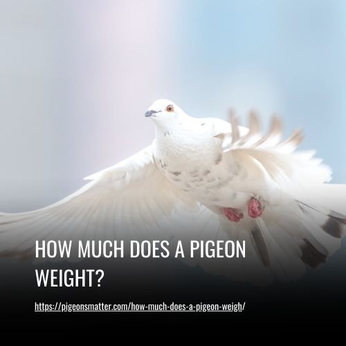 How Much Does A Pigeon Weight