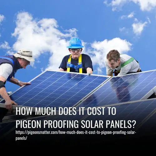 Read more about the article How Much Does It Cost To Pigeon Proofing Solar Panels?