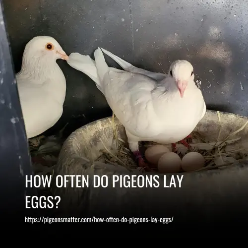 Read more about the article How Often Do Pigeons Lay Eggs?
