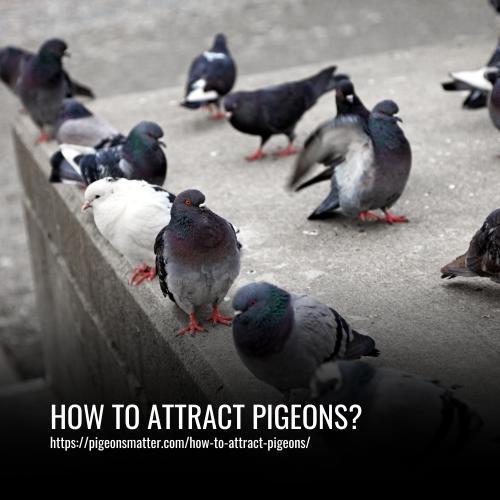 Read more about the article How to Attract Pigeons to Your Garden: Tips and Tricks